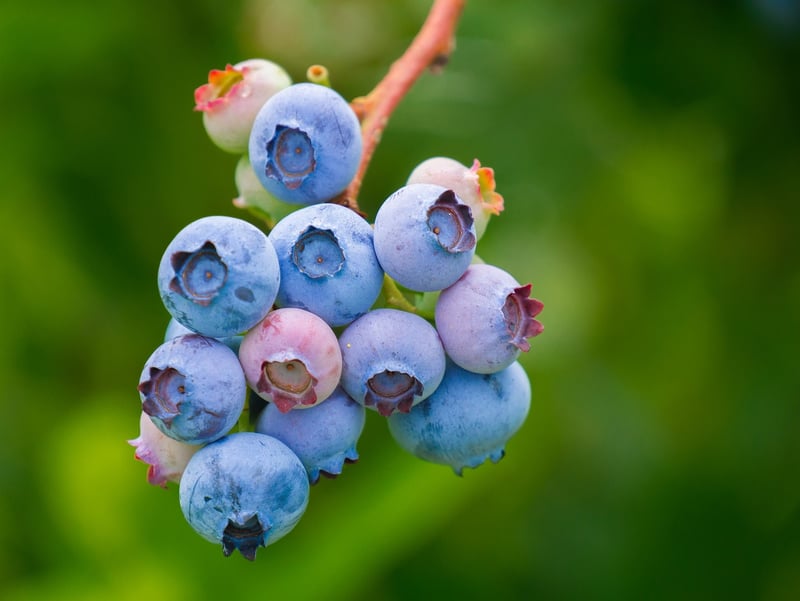Functional Foods